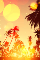 Fototapeta na wymiar Copy space of tropical palm tree with sun light on sky background.