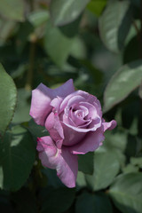一輪の薄紫の薔薇／Rose