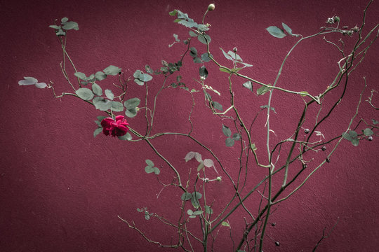 Gothic rose bush. A single flower on a bush. A symbol of sadness, loneliness and grief. A sad picture. Blooming rose bush. Depressing look. Dramatic mood. Tender and fragile plant.