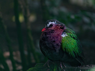 The common emerald dove ,Chalcophaps indica, also called Asian emerald dove and grey-capped emerald dove
