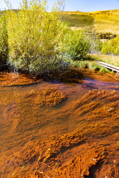 Brown algae near  lake Wakatipu in New Zealand. South Island.