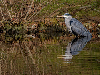 The grey heron, Ardea cinerea, is a long-legged predatory wading bird of the heron family
