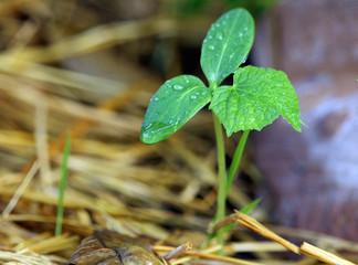image of cucumber sapling or beginning growth,.close up leaf cucumber with water drop.