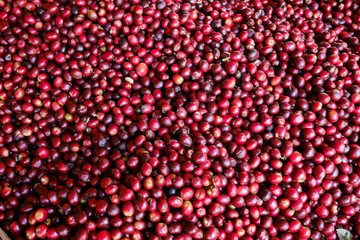 red coffee beans