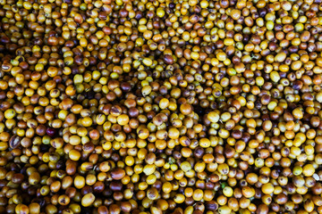 close up of yellow coffee beans
