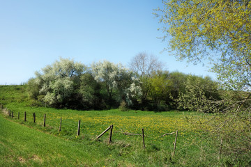 Obraz premium Frühling in der Eifel