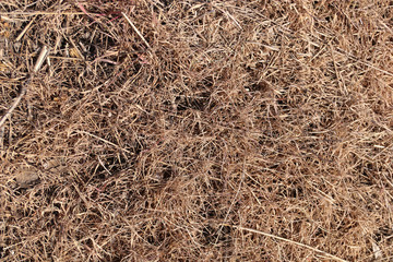 Dried weeds after spraying with herbicide. The died grass.	