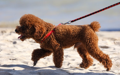 Curly dog runs on the sand on the beach