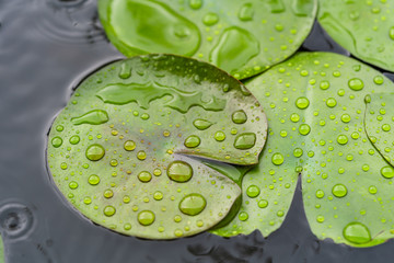 Rain drops water of green lotus leaf in a pond.