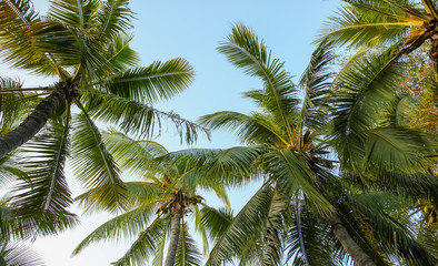 Fototapeta na wymiar Large green branches on coconut trees