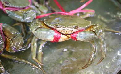 Sea crabs in the aquarium