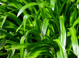 Obraz premium Large green leaves of a grassy plant on nature