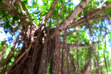 Roots hanging from a tree on the nature