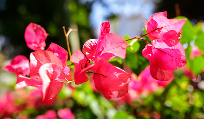 Beautiful red flowers on the nature