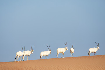 A group of six endangered Arabian oryx in its natural desert environment during day time.