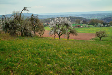 Streuobstwiese 2