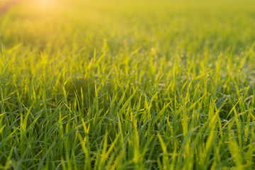 Rice field with water droplets and morning sunrise