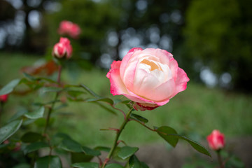 咲く大輪の赤いバラ（生田緑地のばら苑）/large red rose.