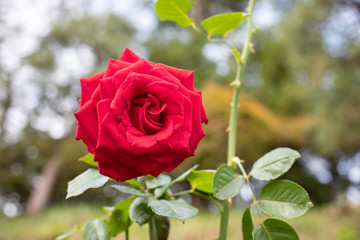 咲く大輪の赤いバラ/Blooming large red rose.