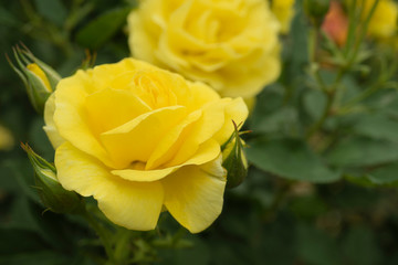 ぼかした背景に黄色いバラ／Rose