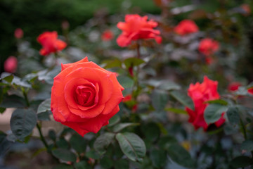 咲く赤色のバラ（生田緑地のばら苑）