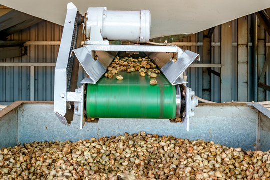 Cashew nut processing factory in Long An, Vietnam