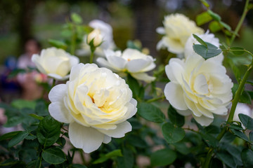 咲くの白い八重のバラ(生田緑地ばら苑)