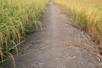 Rice field with golden ear of rice ready for harvest