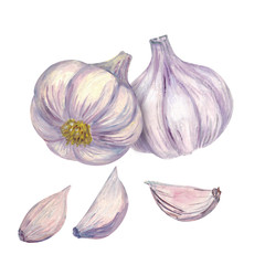 Garlic with slices on a white background. Hand drawing.