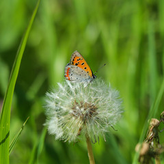 タンポポの綿毛に蝶々