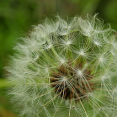 Obraz premium タンポポの綿毛（マクロ）