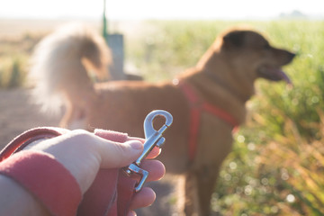 Brown dog with red leash and owner's hand with beautiful sunshine. Selective focus on the hand