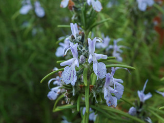 ローズマリーの花-2