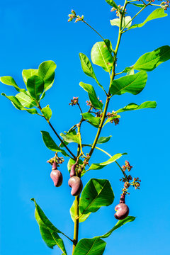 Nut Tree Cashew Growing Nuts at Binh Phuoc, Vietnam
