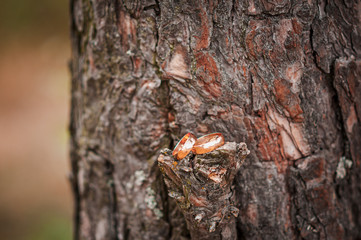 Pair of gold wedding rings on the bark