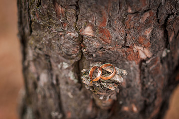 Pair of gold wedding rings on the bark