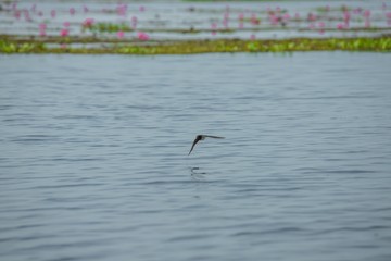 Birds living in the waterfront