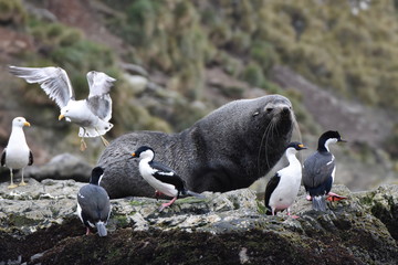 View of Elsehul, South Georgia Island
