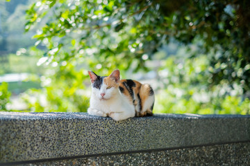 cute little cat at Houtong Cat Village  in Taipei City,Taiwan.