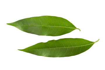 Obraz premium Green leaf mango isolated on white.