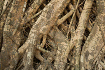 Tree root in abstract random pattern