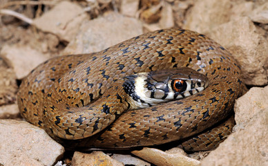Red-eyed grass snake / Iberische Ringelnatter (Natrix astreptophora) - Spain / Galizien, Spanien 