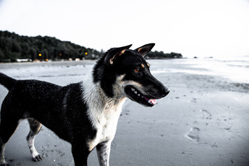 Dog resting on the beach