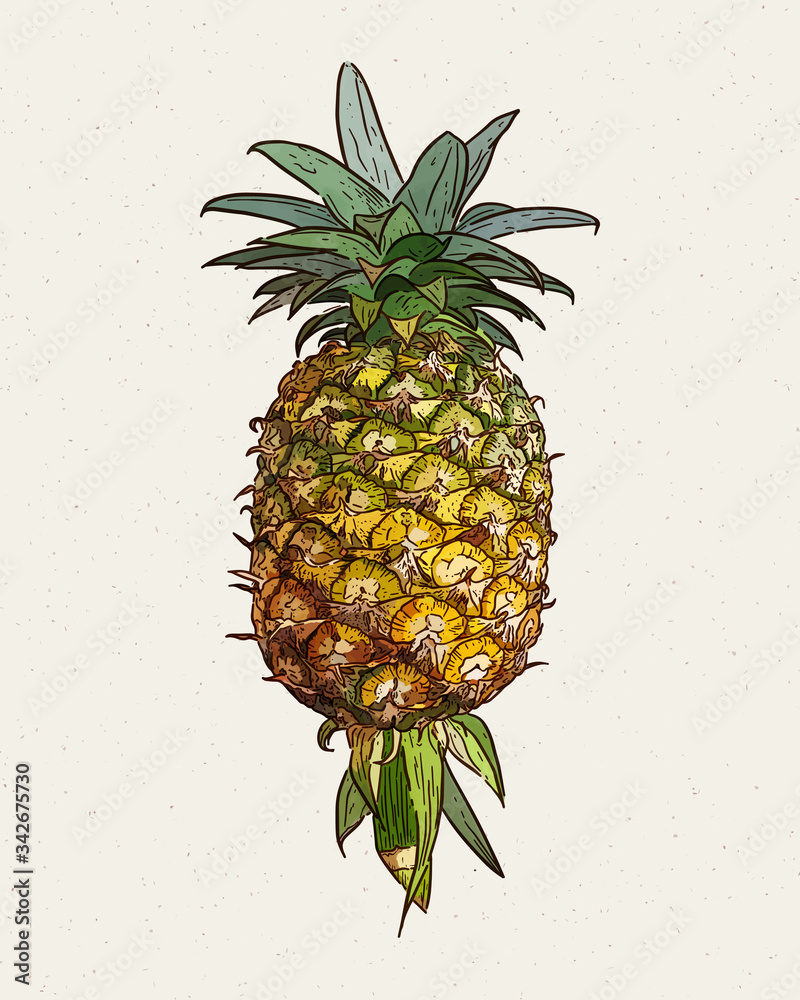 Wall mural pineapple, hand draw sketch vector.