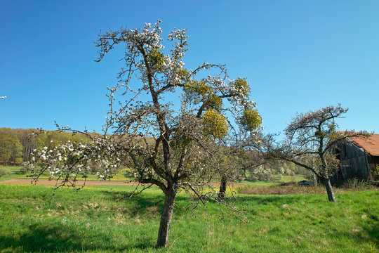Misteln