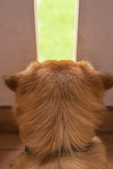 An adorable brown dog is lying down on the floor and look at outside through narrow channel