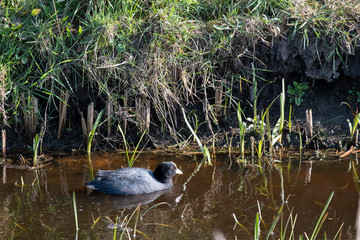 Common Coot - Fulica atra, special black water bird from European, floating in a lake. the Netherlands