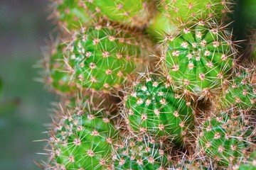 Cactus needles close-up.