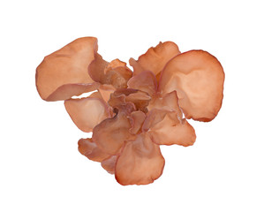 Fototapeta premium Jew's ear, Wood ear, Jelly ear isolated on white background