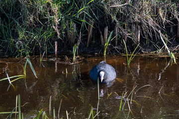 Common Coot - Fulica atra, special black water bird from European, floating in a lake. the Netherlands